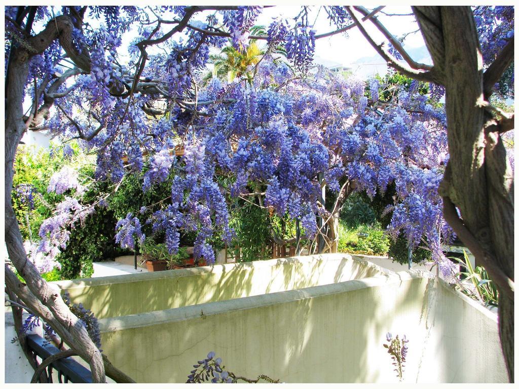 B&B La Salamandra Kitchengarden Forio  Екстер'єр фото