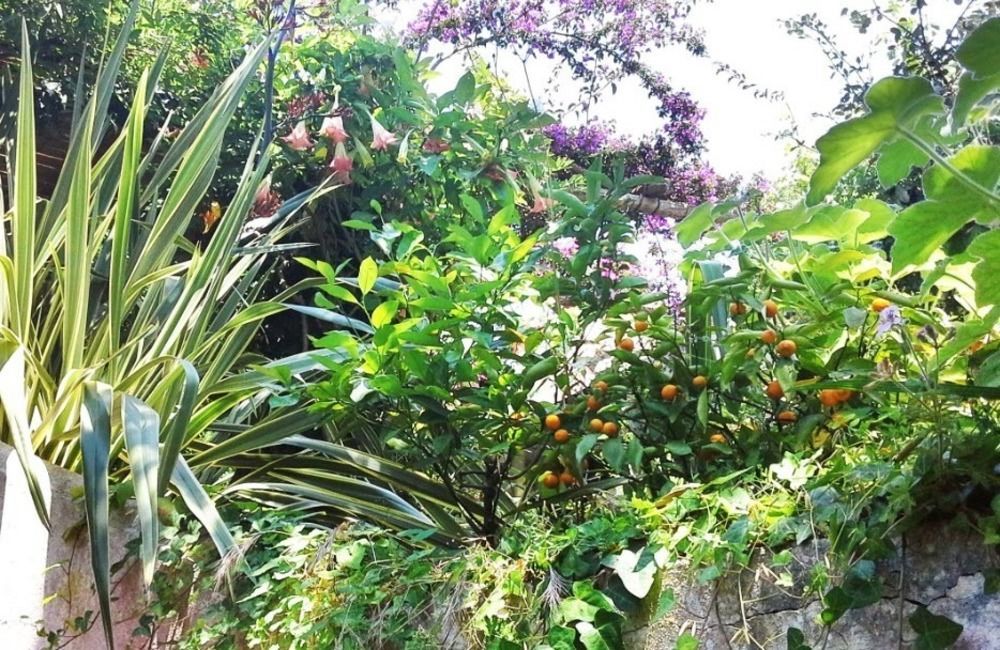 B&B La Salamandra Kitchengarden Forio  Екстер'єр фото